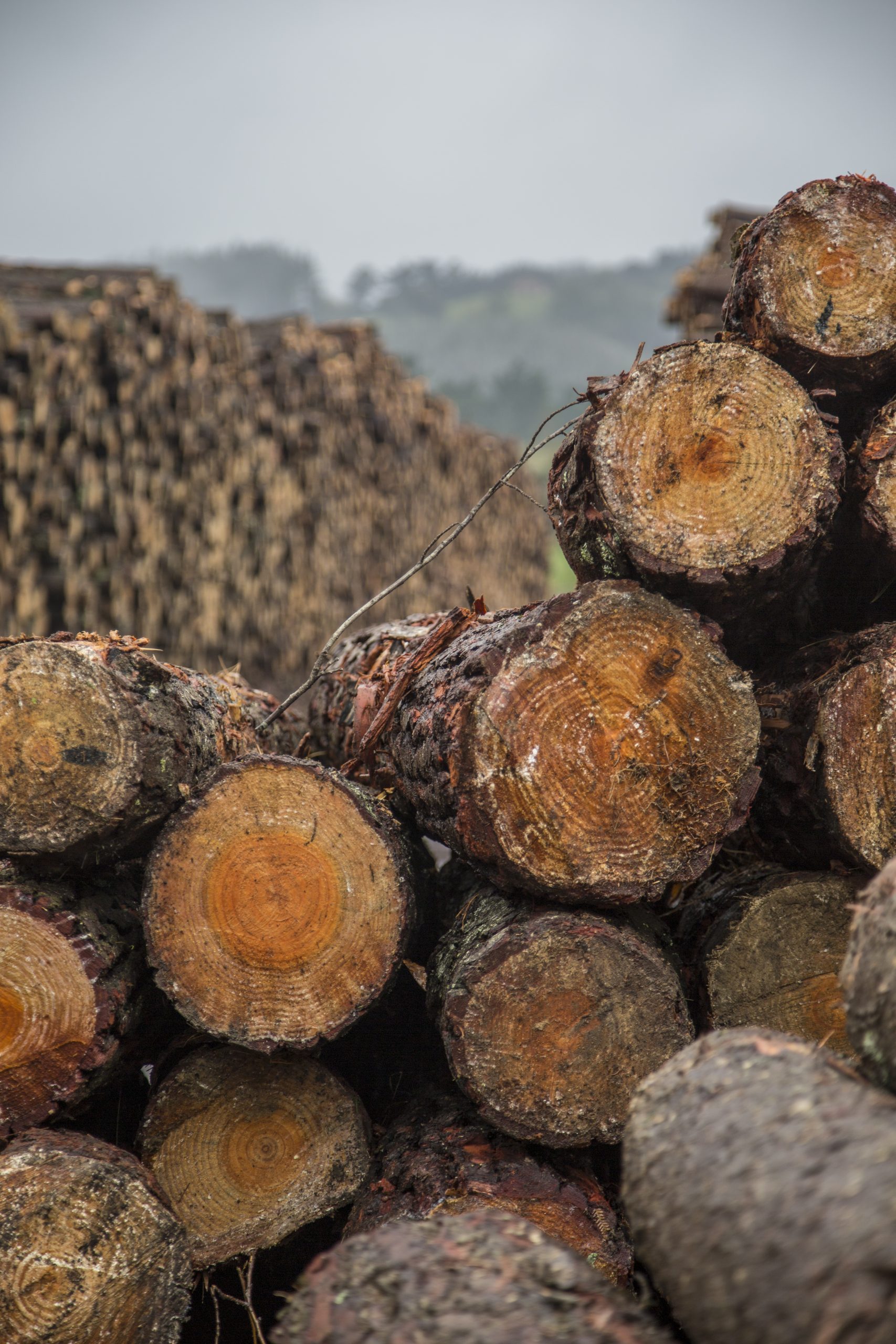 Le bois des palettes LPR