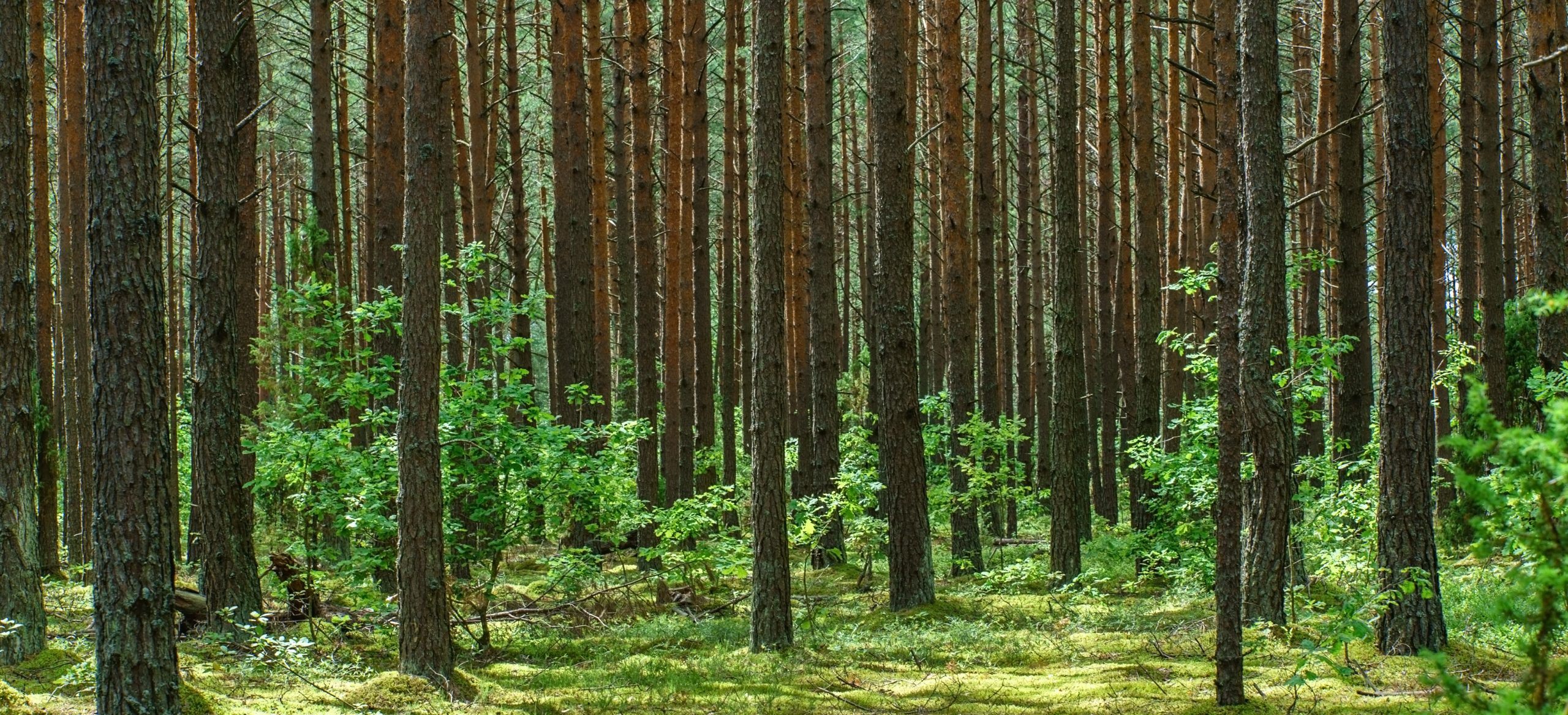 wood-1